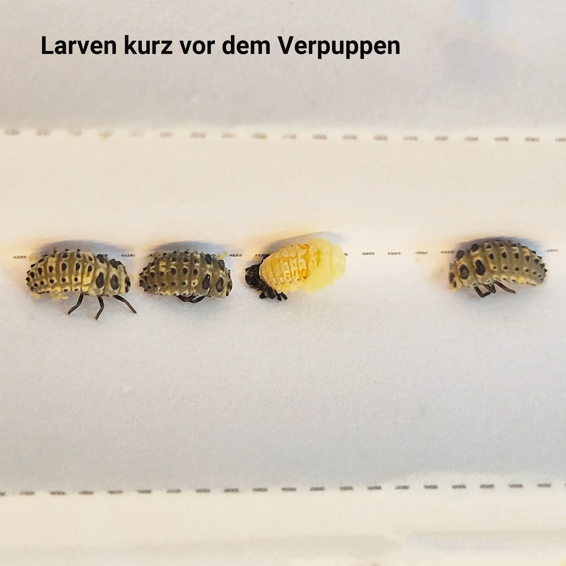 Zuchtset "Marienkäfer", 6-tlg.