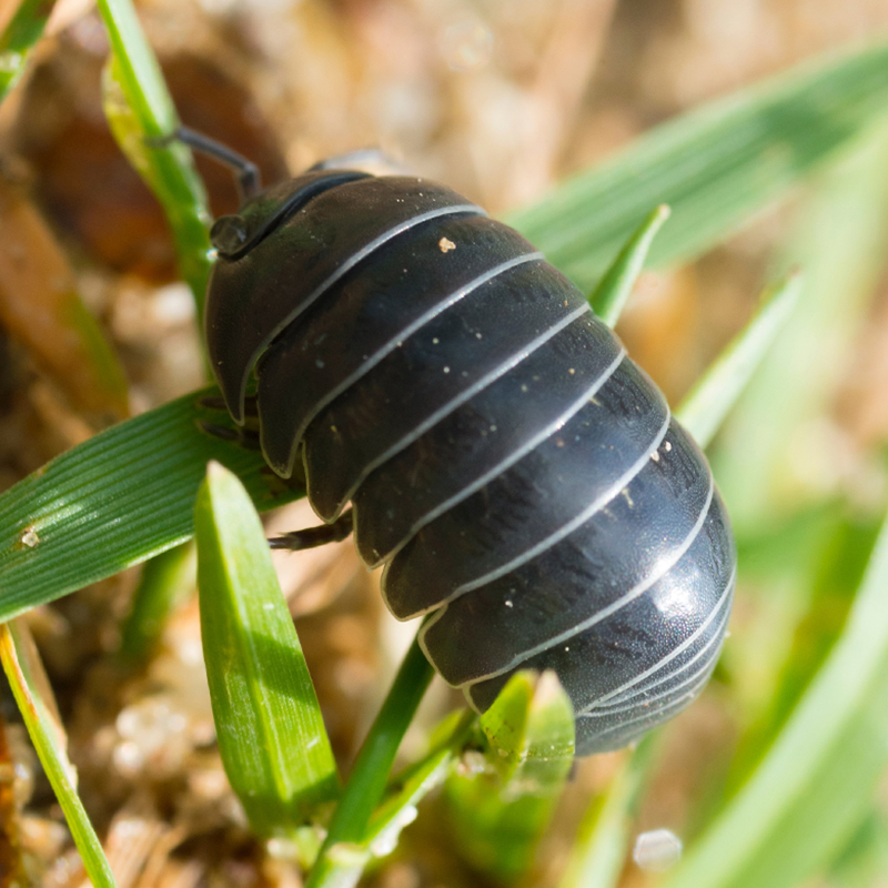 Nachbestellung Asseln, 15-20 Stück