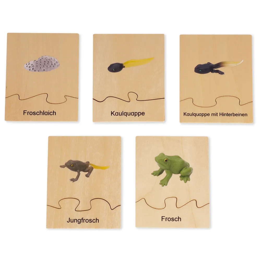 TimeTEX - Ciclul de viață la broaște, în cutie din lemn "Montessori Premium"