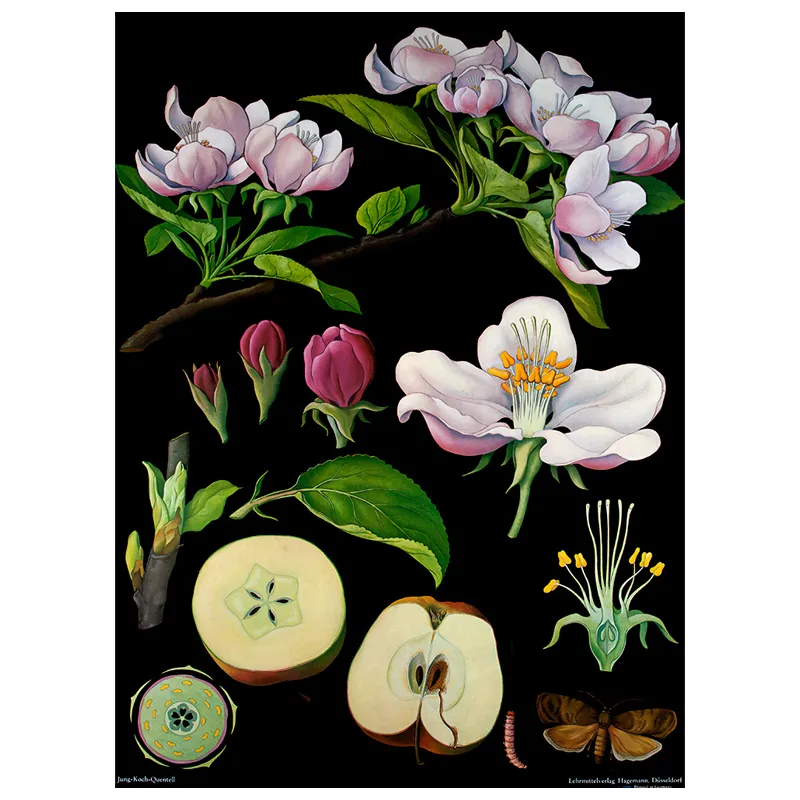 Lehrtafel Apfelbaum