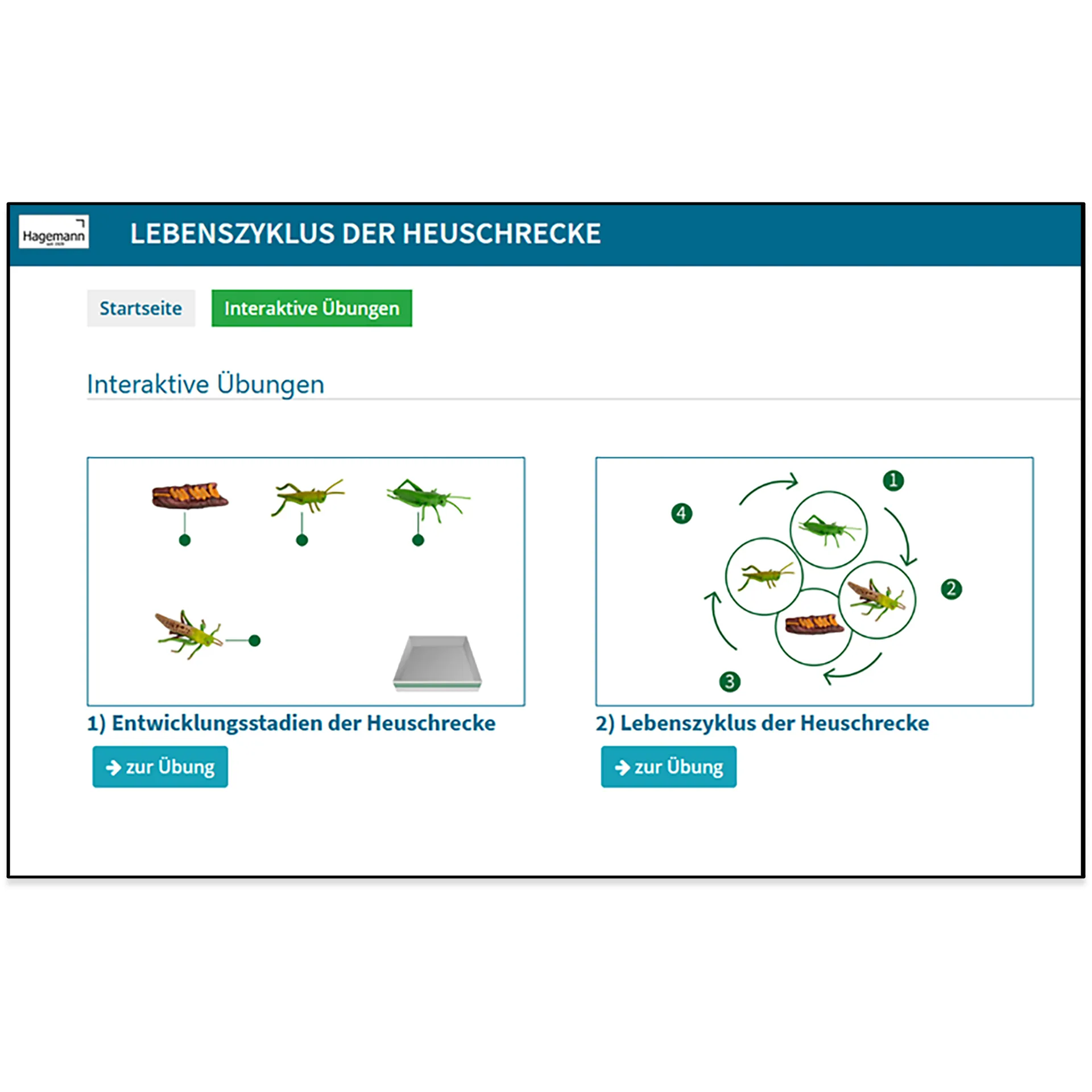 Lebenszyklus-Modell "Heuschrecke", 4-tlg.