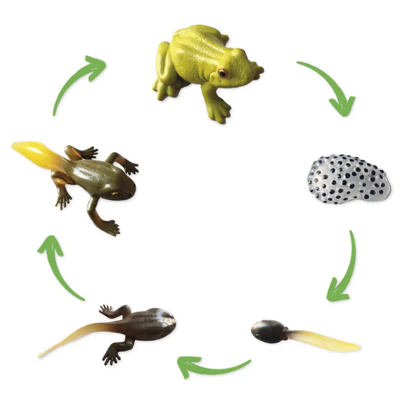 Lebenszyklus-Modell "Frosch", 5-tlg.