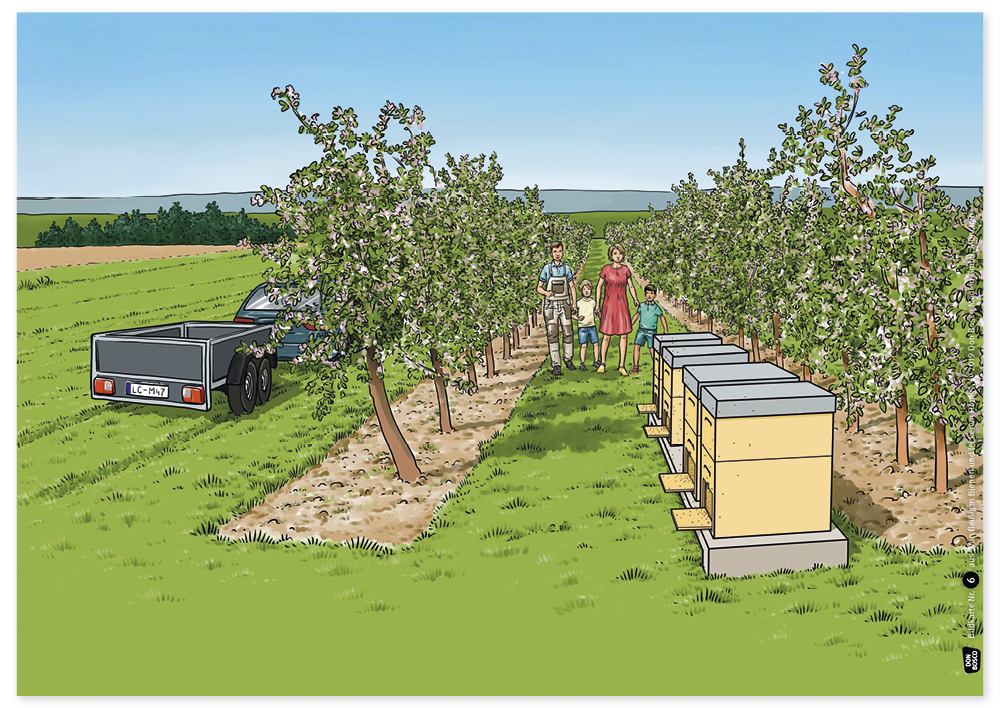 Bildergeschichten-Karten "Von fleißigen Bienen und leckerem Honig", 12-tlg.