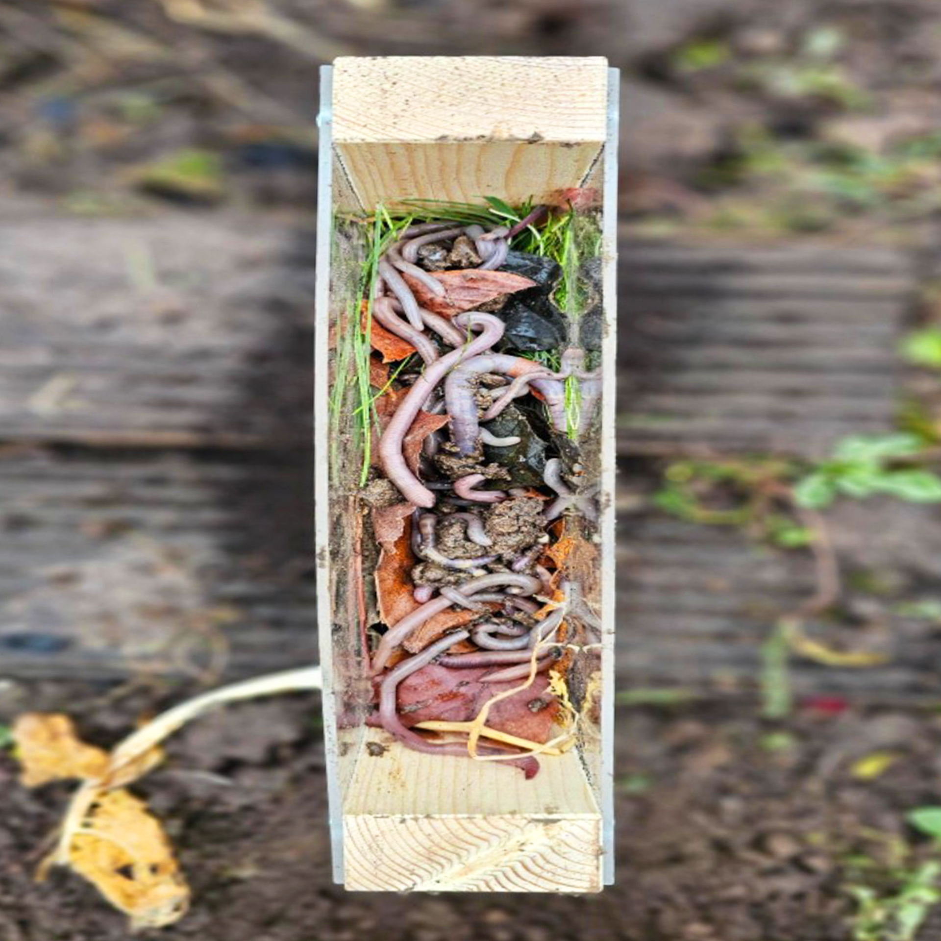 Beobachtungs-Kasten "Regenwürmer", Bausatz