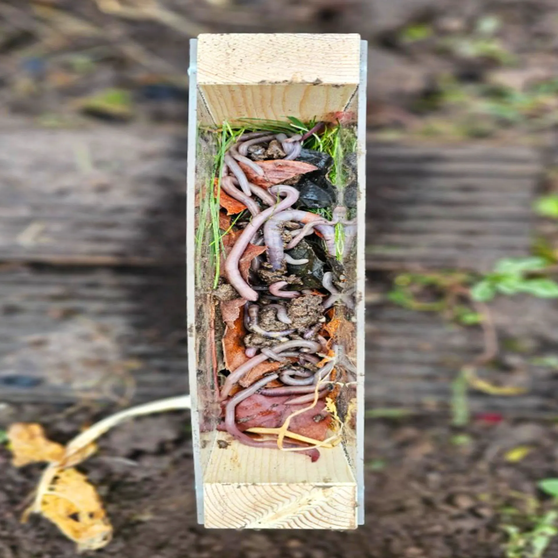 Beobachtungs-Kasten "Regenwürmer", Bausatz