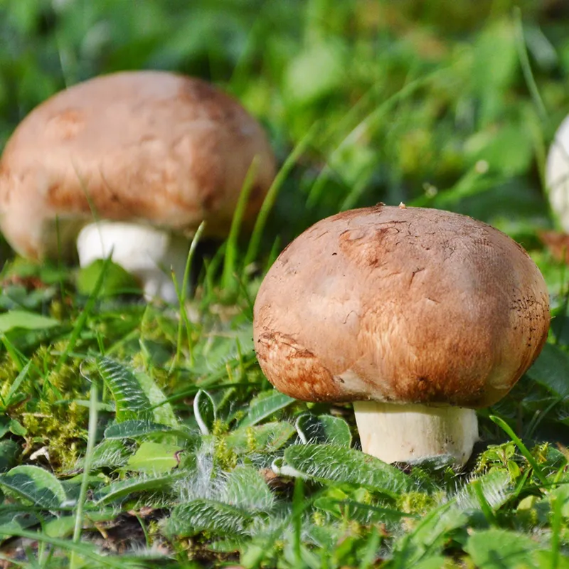 Zuchtset "Champignons braun", Pilze