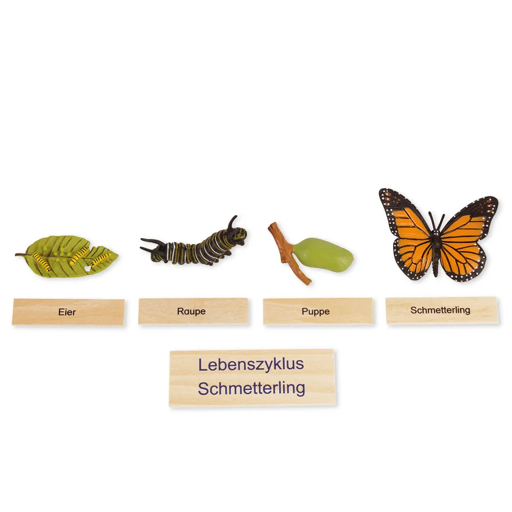 TimeTEX Lebenszyklus eines Schmetterlings, in Holzbox "Montessori Premium"