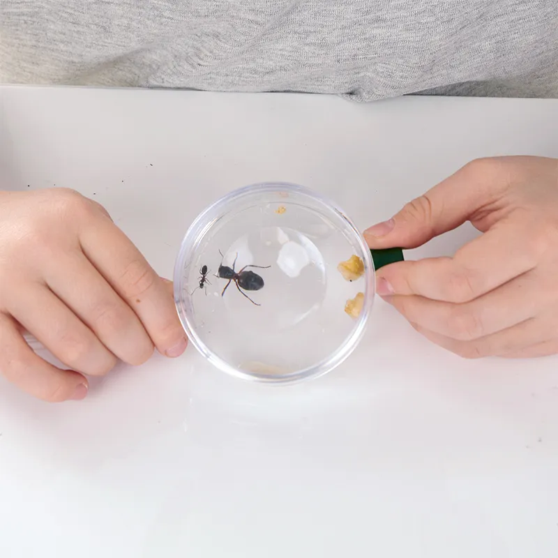 Le monde des fourmis, 9 pcs