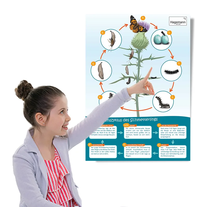 Poster A2 "Lebenszyklus Schmetterling"
