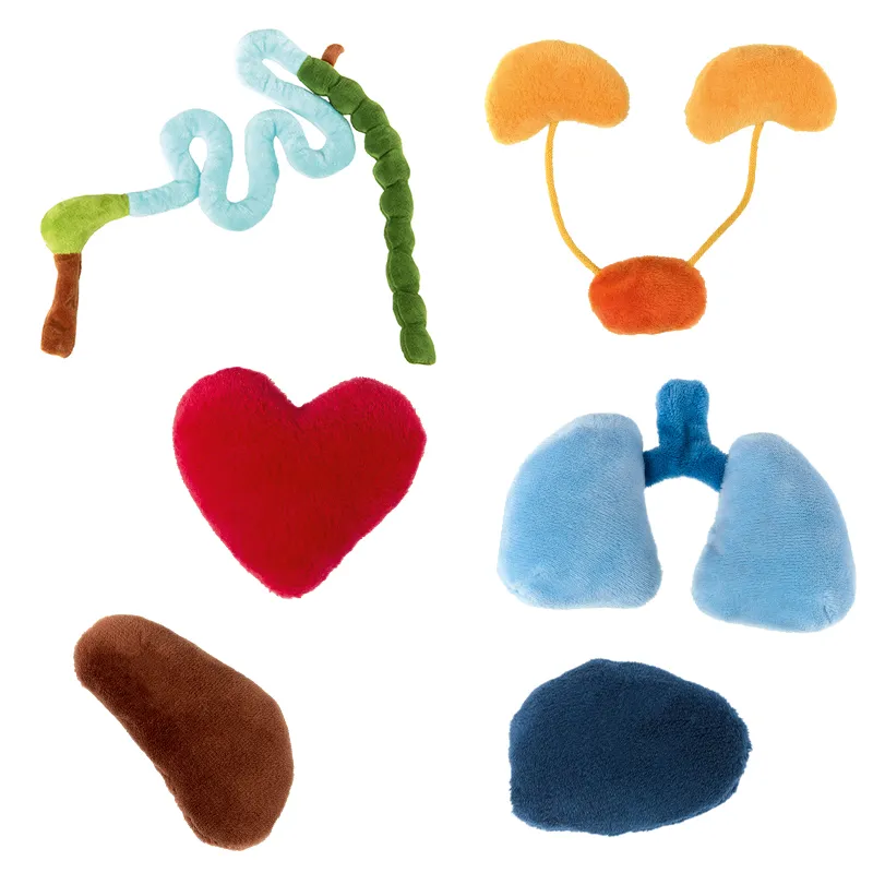 sigikid Lernpuppe "Erwins Körper", 44 cm