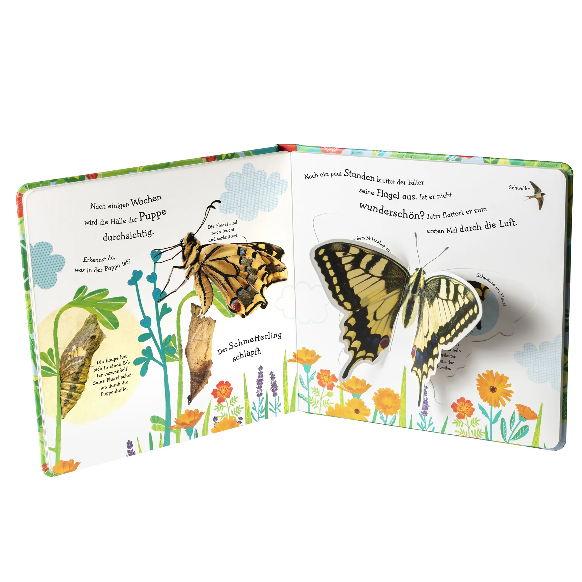 Buch "Wie wird die Raupe zum Schmetterling?", 18 Seiten