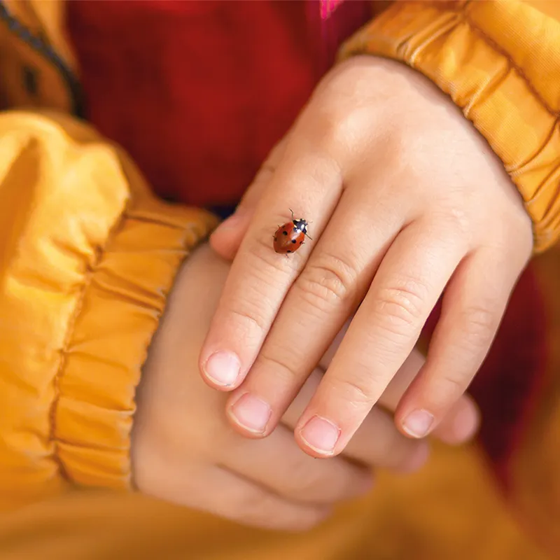 Gutschein-Set "Marienkäfer", kompakt, 5-tlg.