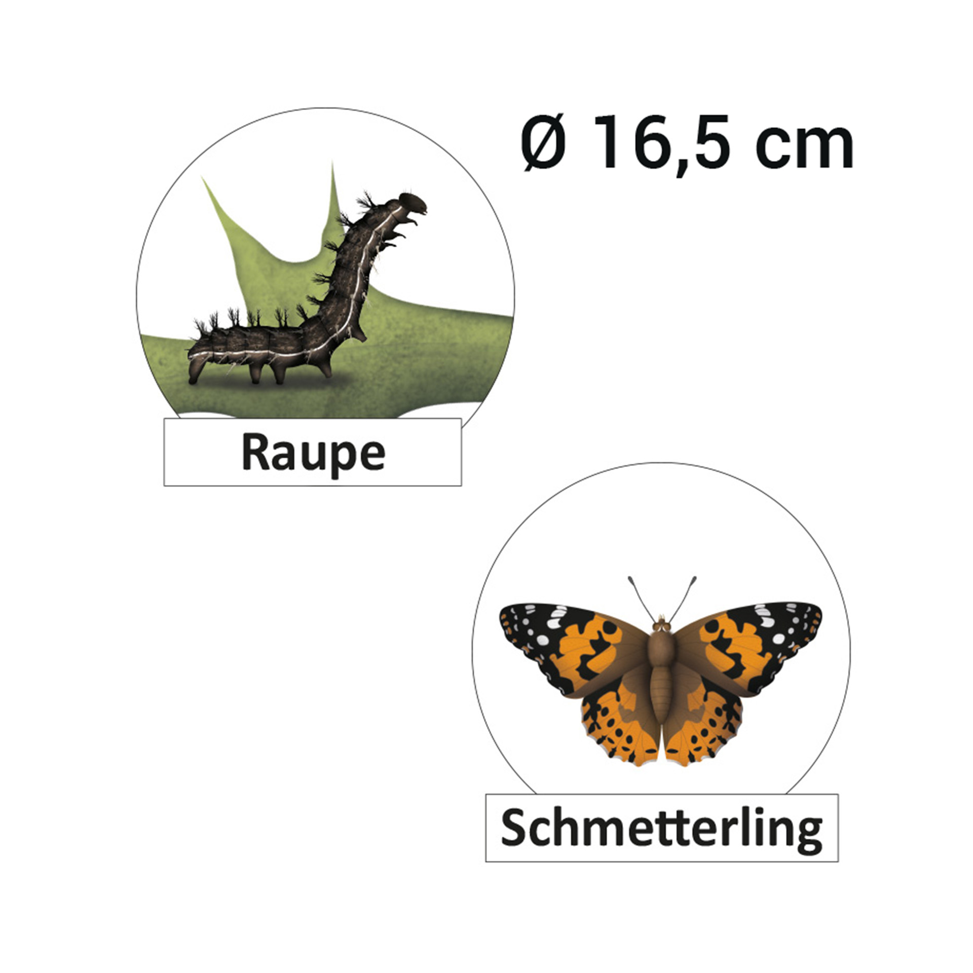 Lebenszyklus "Schmetterling", magnetisch, 16-tlg.