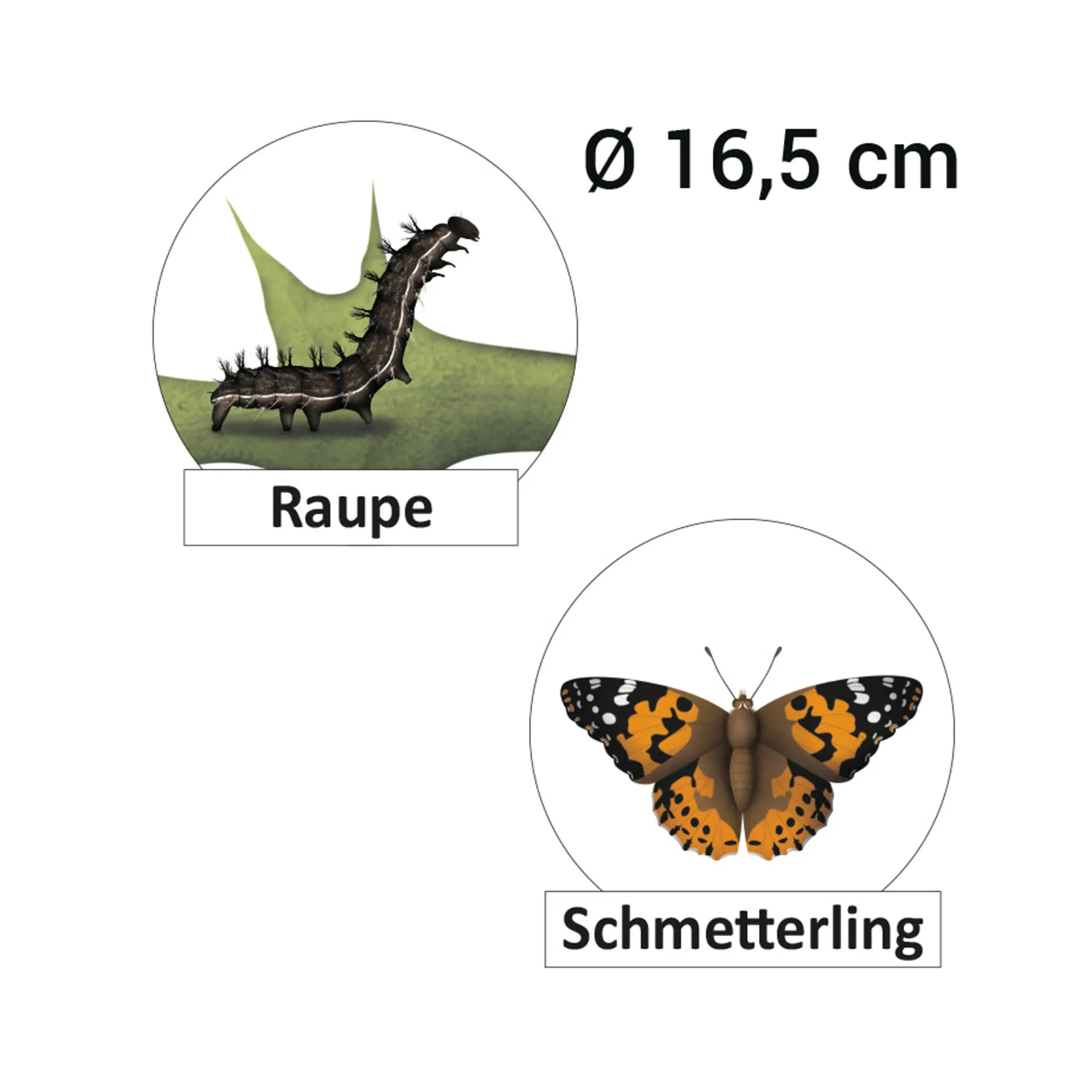 Lebenszyklus "Schmetterling", magnetisch, 16-tlg.