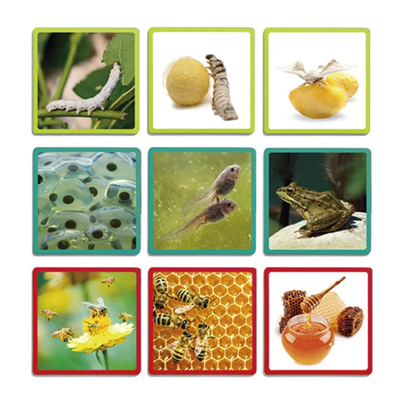 Levenscycluskaarten "Mensen, dieren, planten", 20-delig