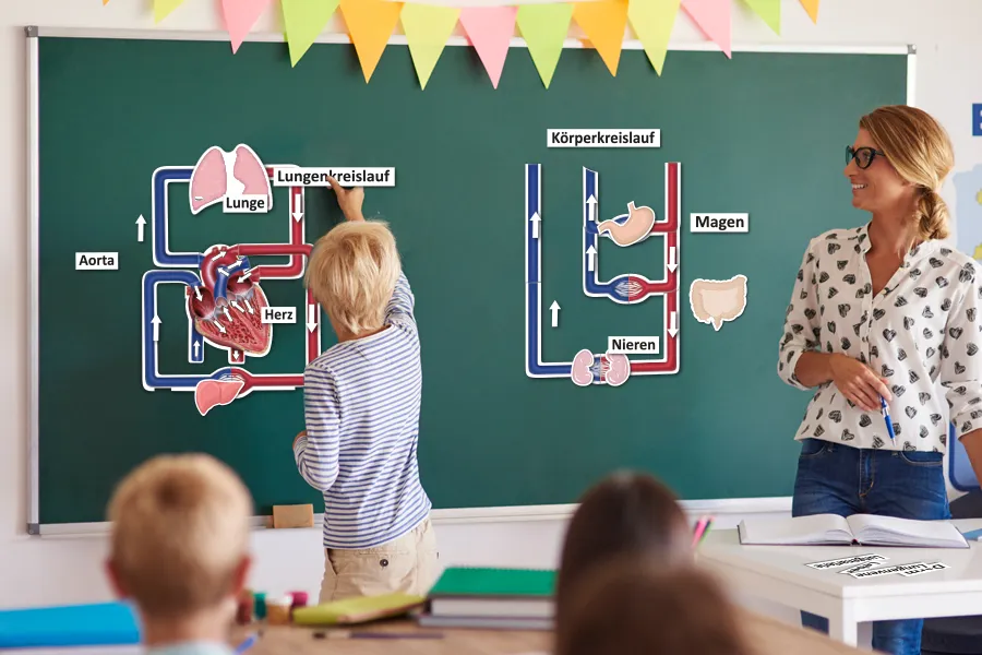 Der kleine und der grosse Blutkreislauf, magnetisch, 40-tlg.