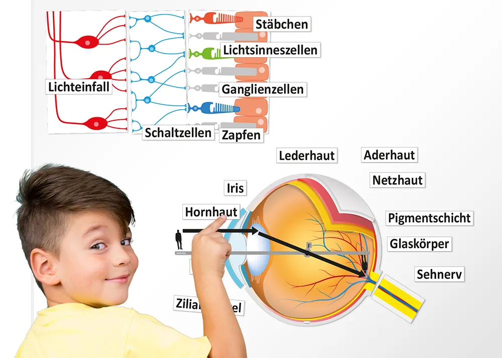 Auge und Sehvorgang, magnetisch, 32-tlg.