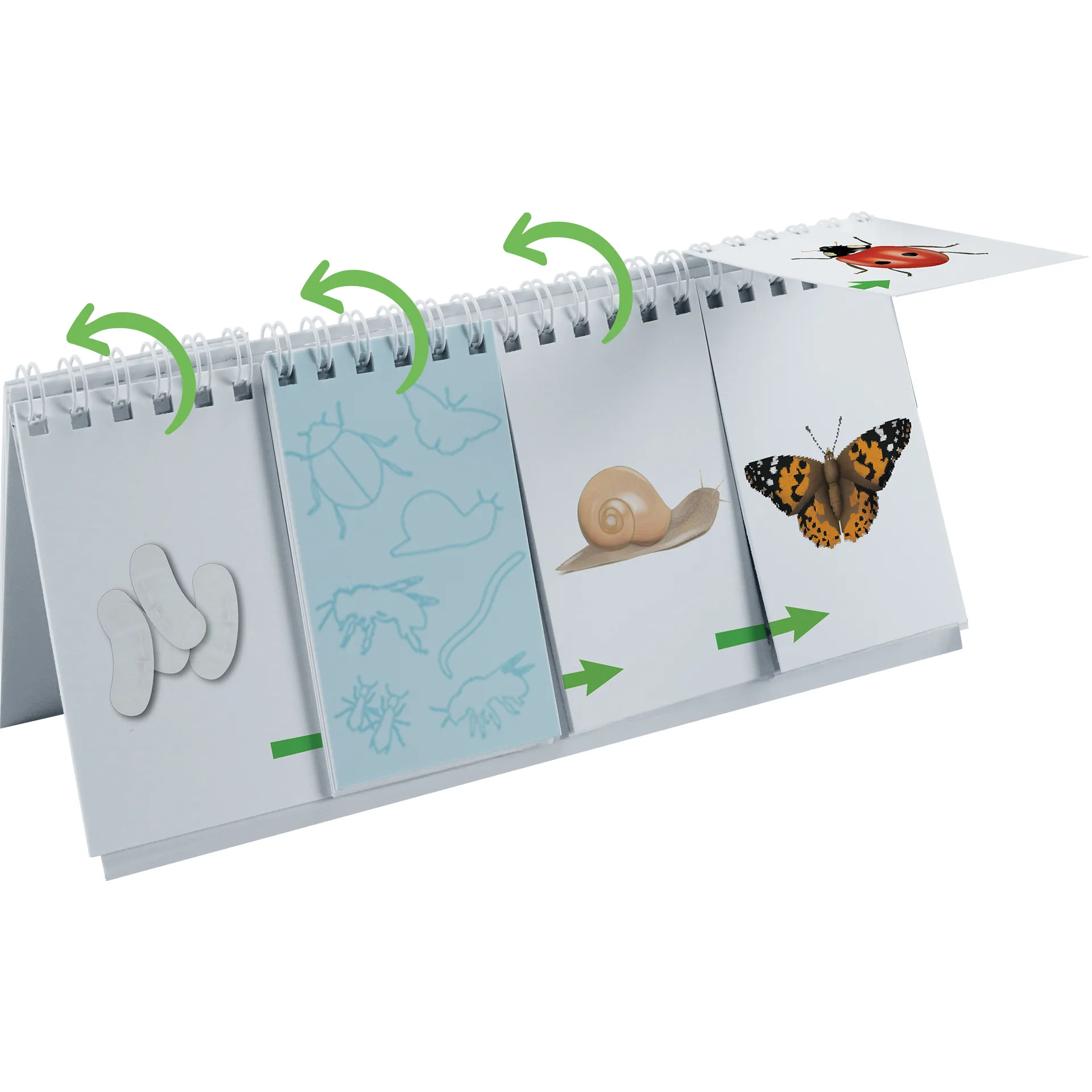 Klappen-Flipchart "Lebenszyklus: Schmetterlinge, Bienen & Co."