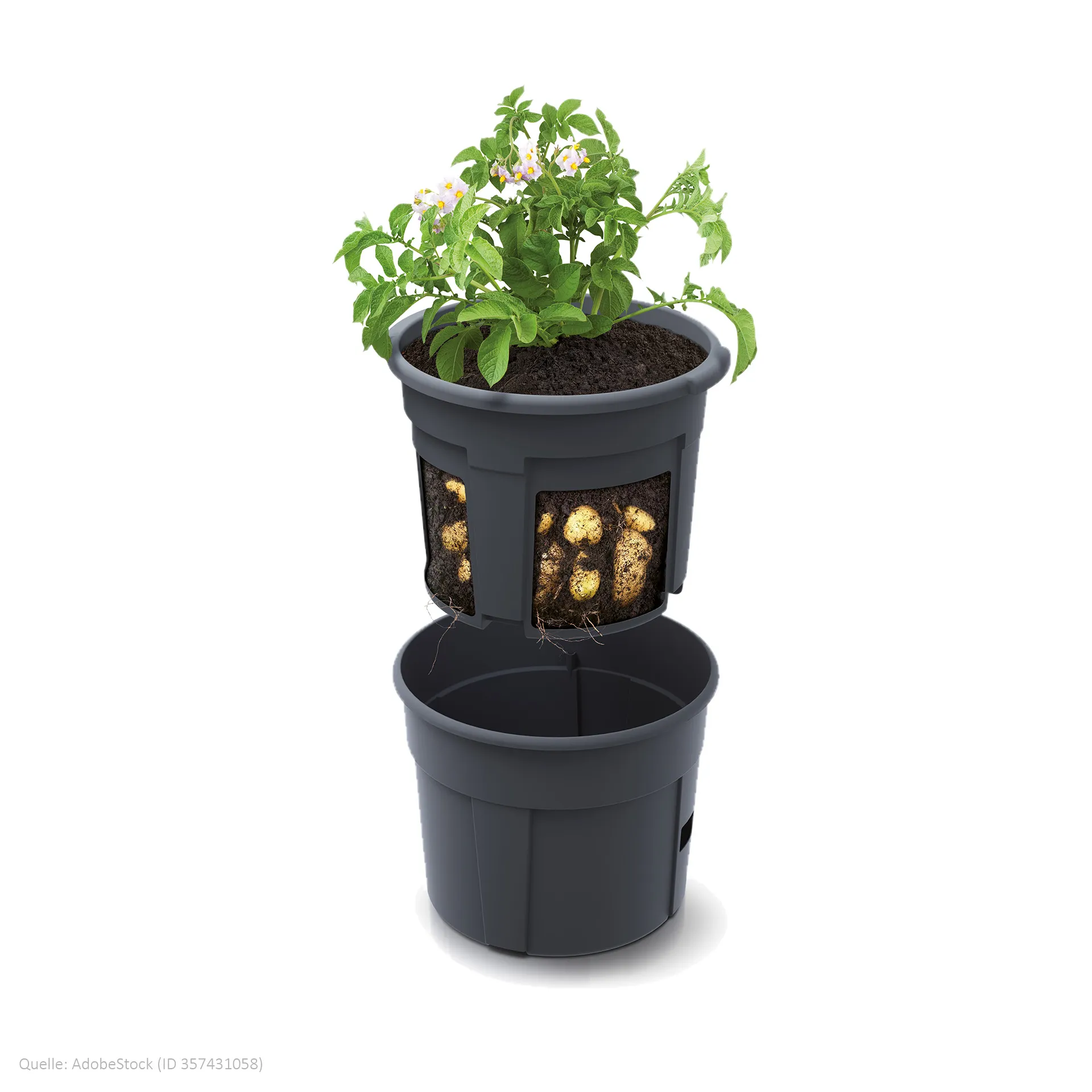 Pot de culture et d'observation pour pommes de terre, 2 pcs