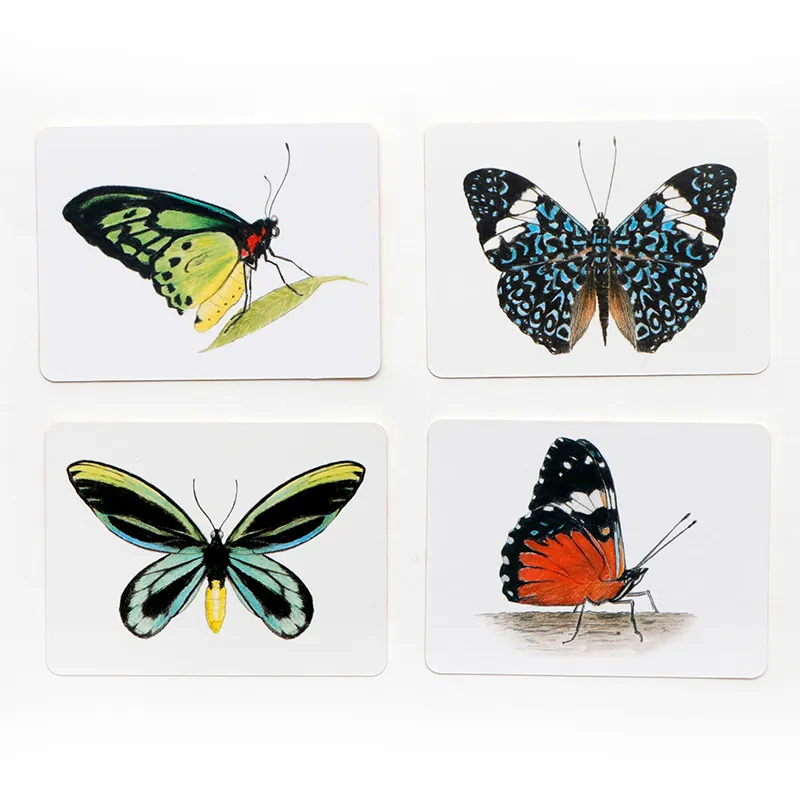 Memo-Spiel "Schmetterlinge und ihre Flügel", 50-tlg.