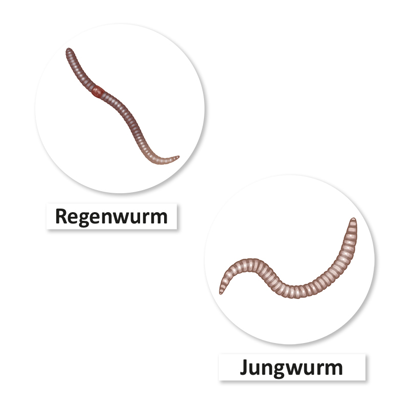 Lebenszyklus und Leben "Regenwurm", magnetisch, 24-tlg.