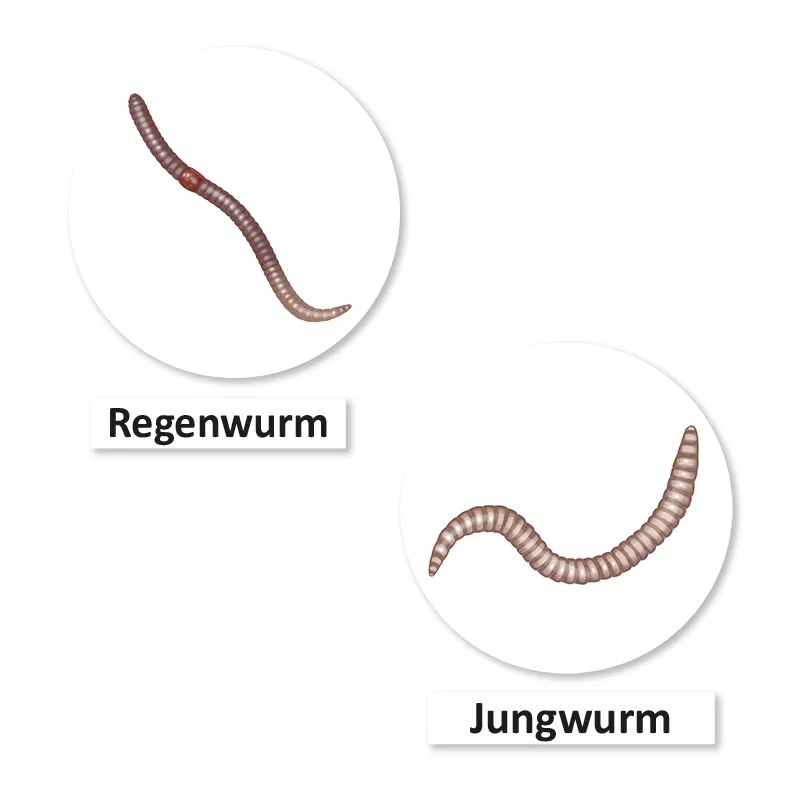 Lebenszyklus und Leben "Regenwurm", magnetisch, 24-tlg.