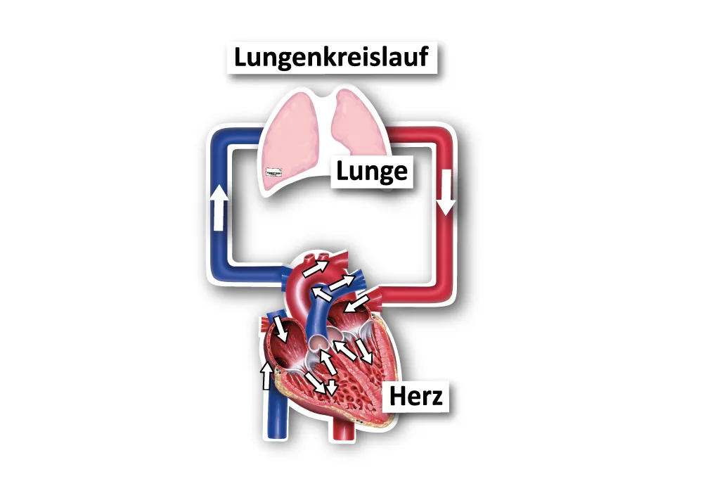 Der kleine und der grosse Blutkreislauf, magnetisch, 40-tlg.
