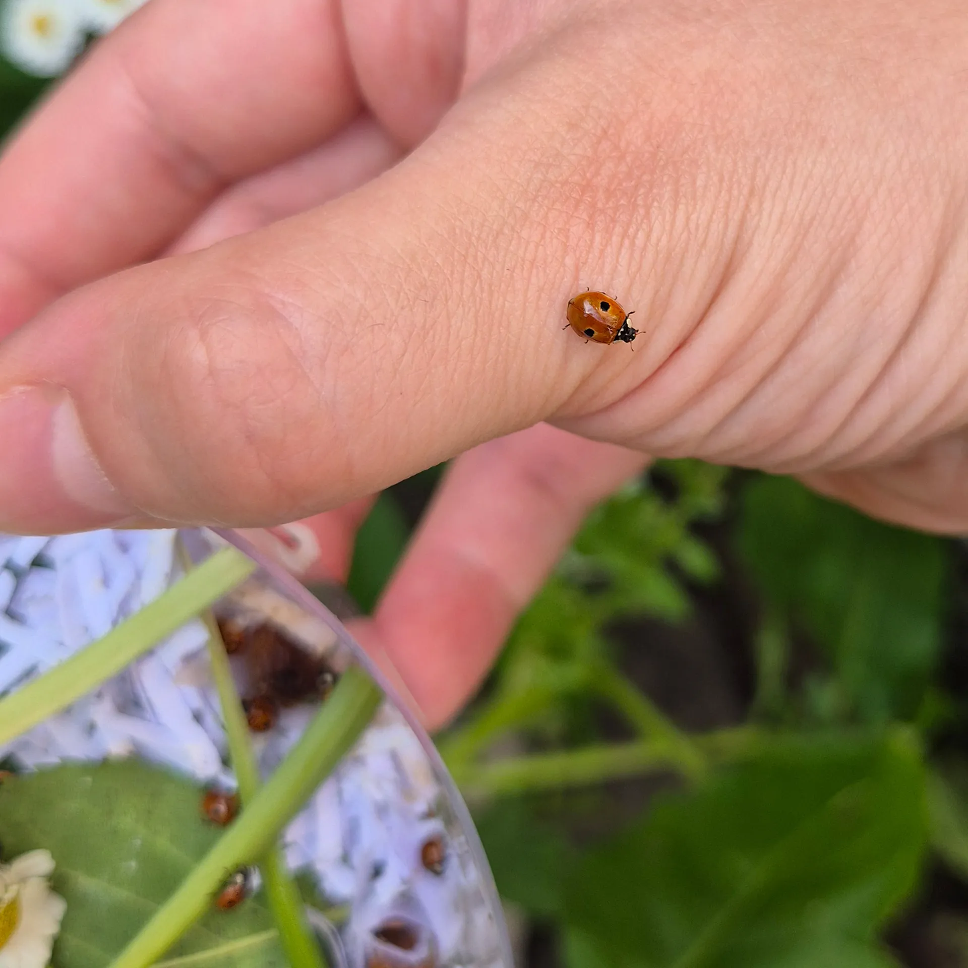 Nachbestellung Marienkäfer-Larven, 10-15 Stück