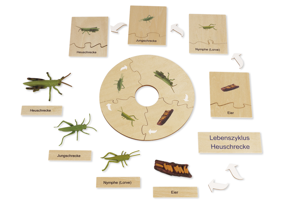 TimeTEX - Ciclul de viață la lăcuste, în cutie din lemn "Montessori Premium" TimeTEX - Ciclul de viață la lăcuste, în cutie din lemn "Montessori Premium"