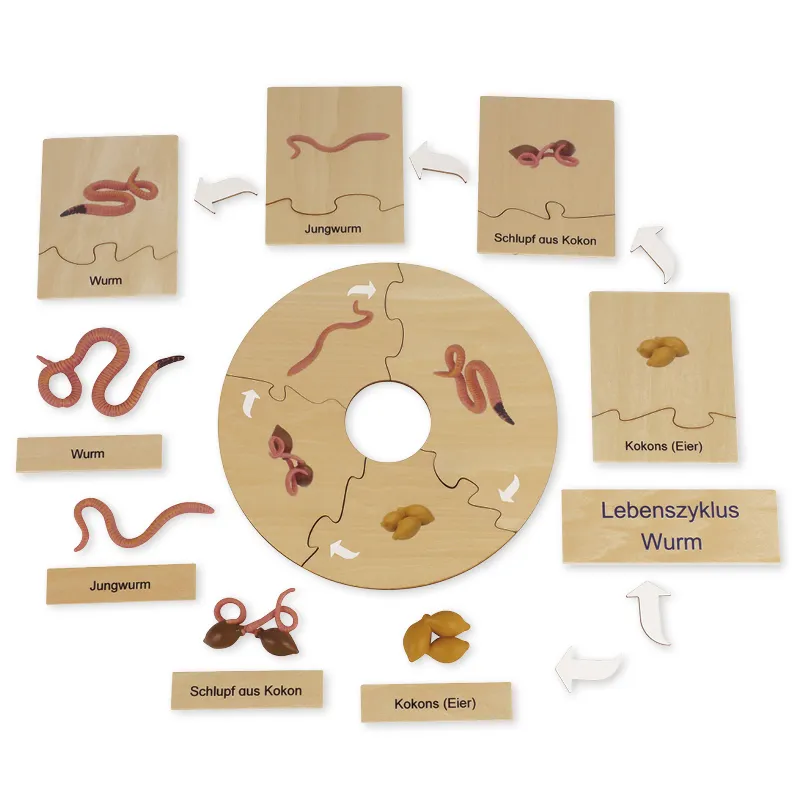 TimeTEX Lebenszyklus eines Regenwurms, in Holzbox "Montessori Premium"