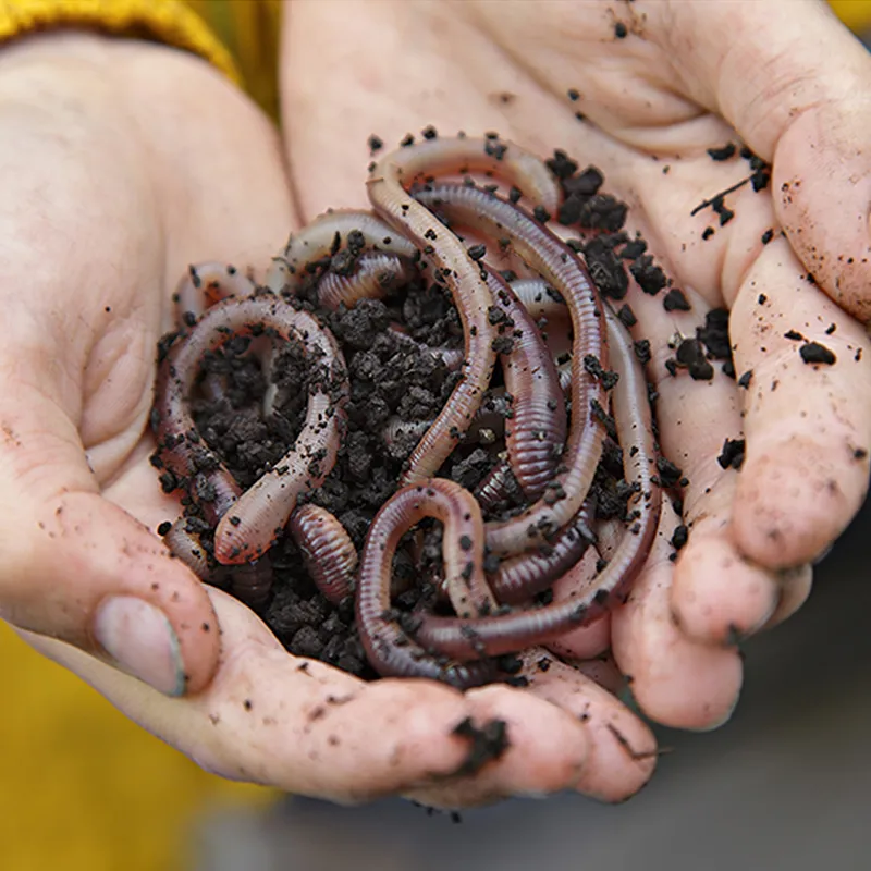 Gutschein-Set "Regenwürmer", 5-tlg.