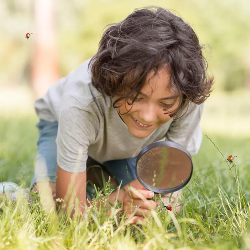 Kweekset lieveheersbeestjes, 5-delige set