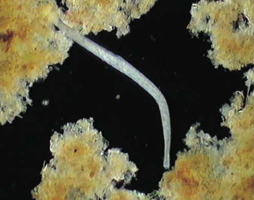 Hagemann DVD-Lehrfilm Protozoen - Aus der Welt der Einzeller