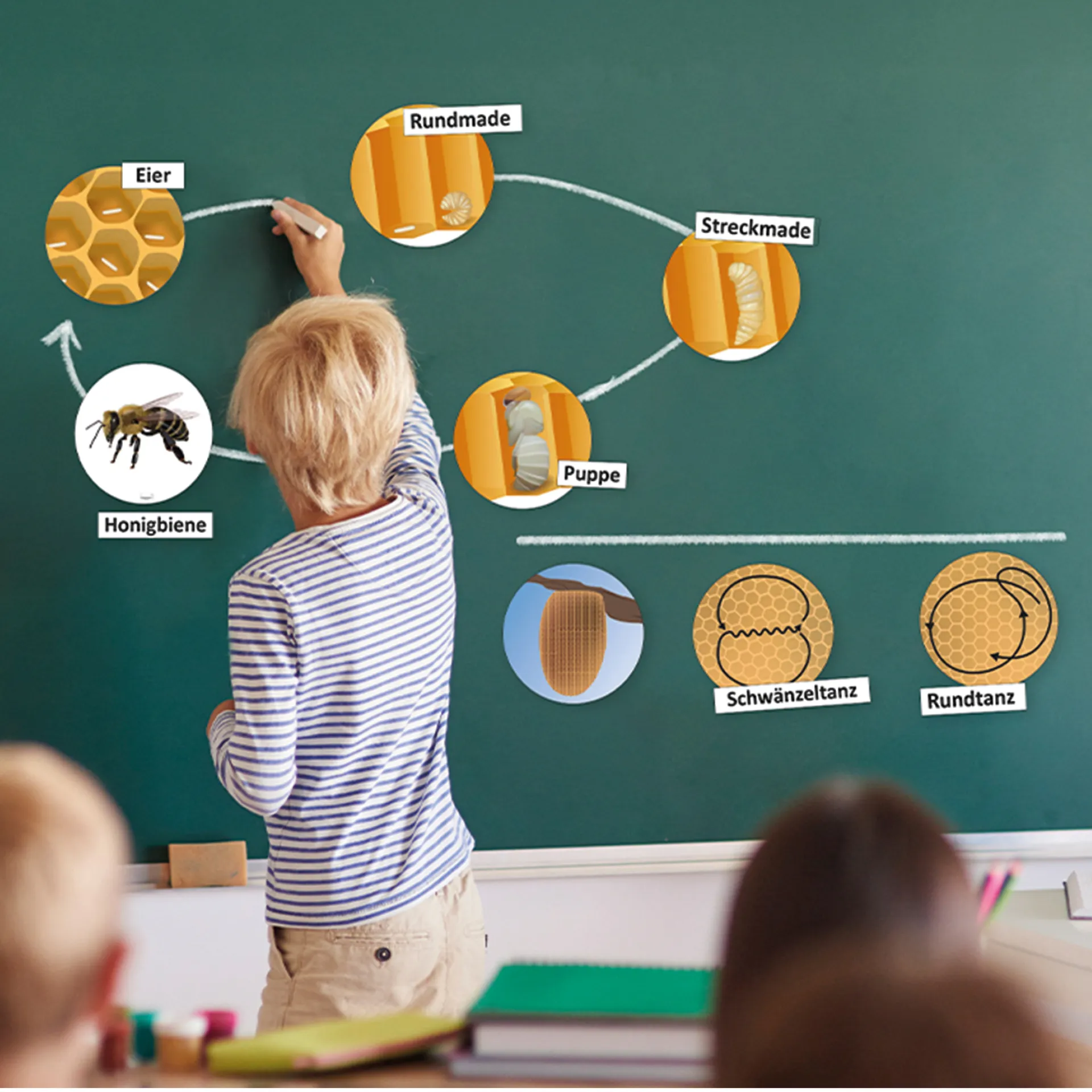 Klassenset Lebenszyklus "Schmetterlinge, Bienen & Marienkäfer", magnetisch, 100-tlg.