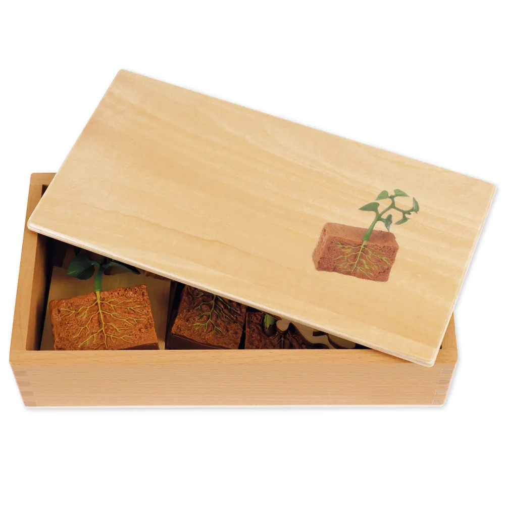TimeTEX Lebenszyklus Bohnen-Pflanze, in Holzbox "Montessori Premium"