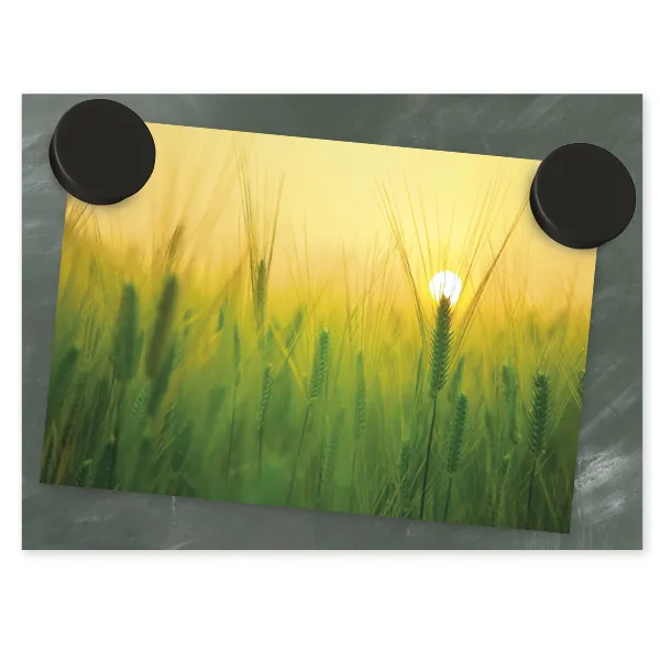 Set Haft-Magnete schwarz, 24 mm ø, 50-tlg.