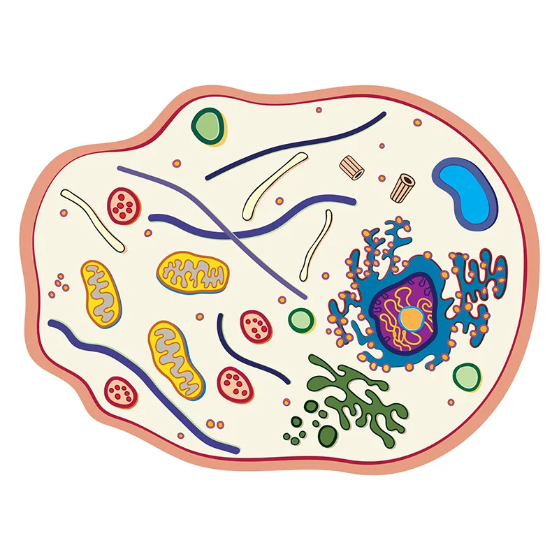 Stapelmodell "Tierische Zelle", 10-tlg.