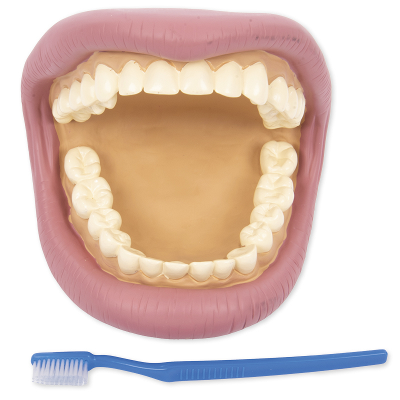 Hagemann Zahnhygienemodell, groß