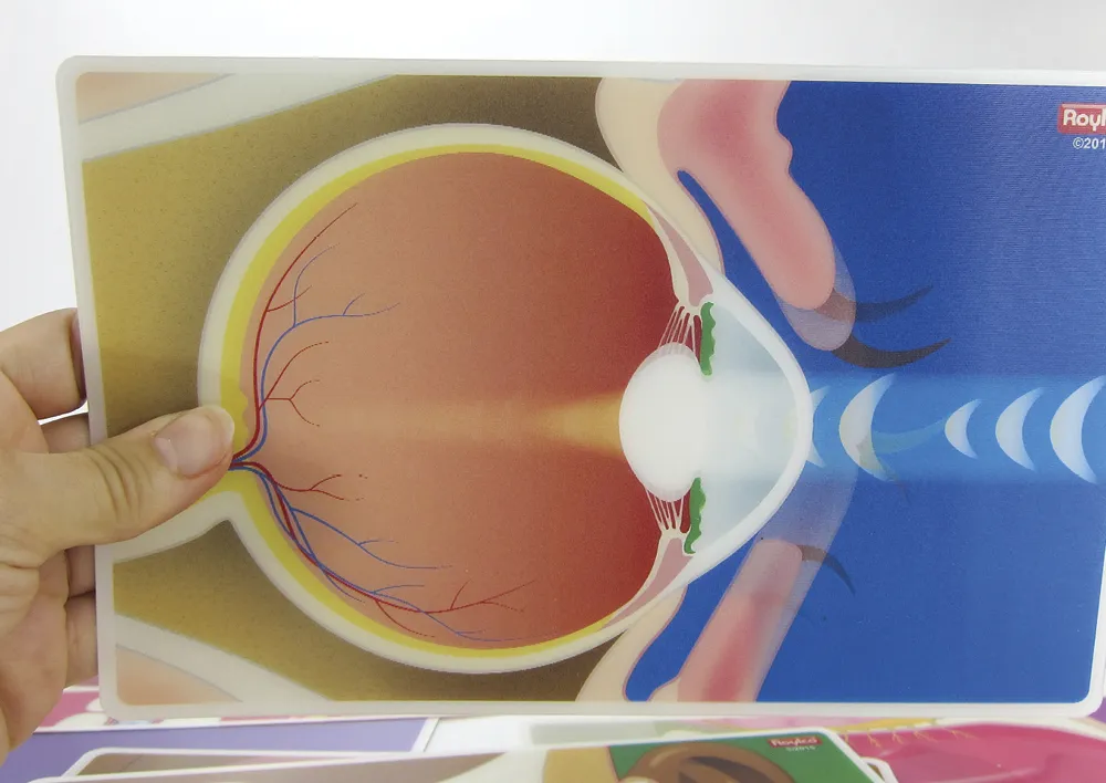 Wackelbilder "Organ-Funktionen", 10-tlg.