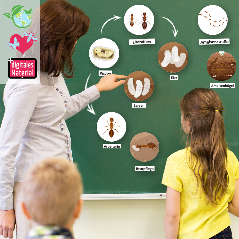 Lebenszyklus und Leben "Ameise", magnetisch, 24-tlg.