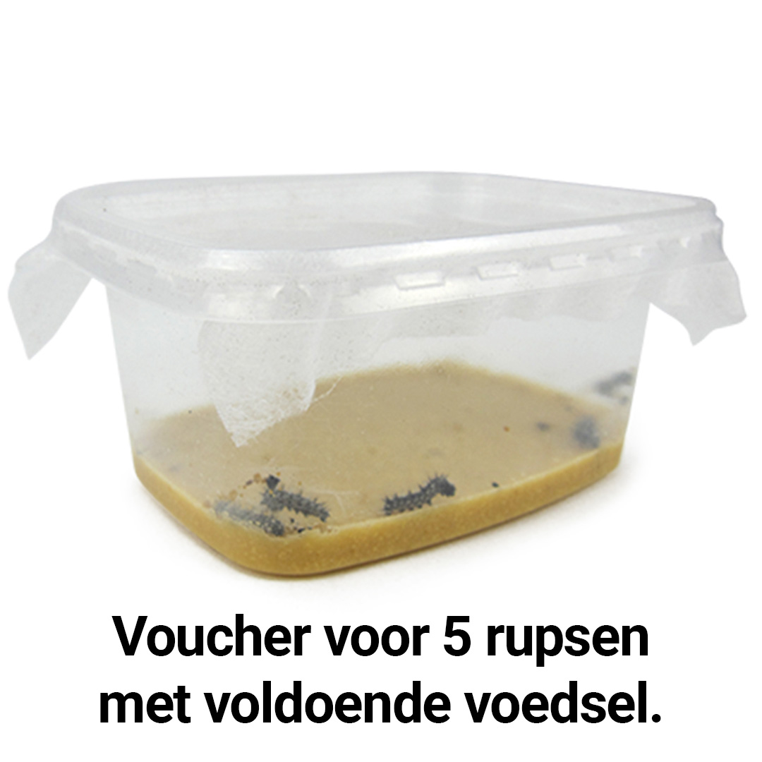 Cadeauvoucher vlinderrupsen, 5 stuks