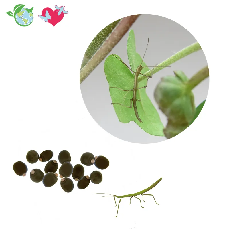 Nachbestellung Stabschrecken, 1 Jungtier und Eier