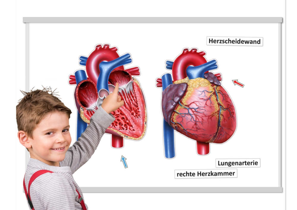 Das Herz von innen und außen, magnetisch, 26-tlg.