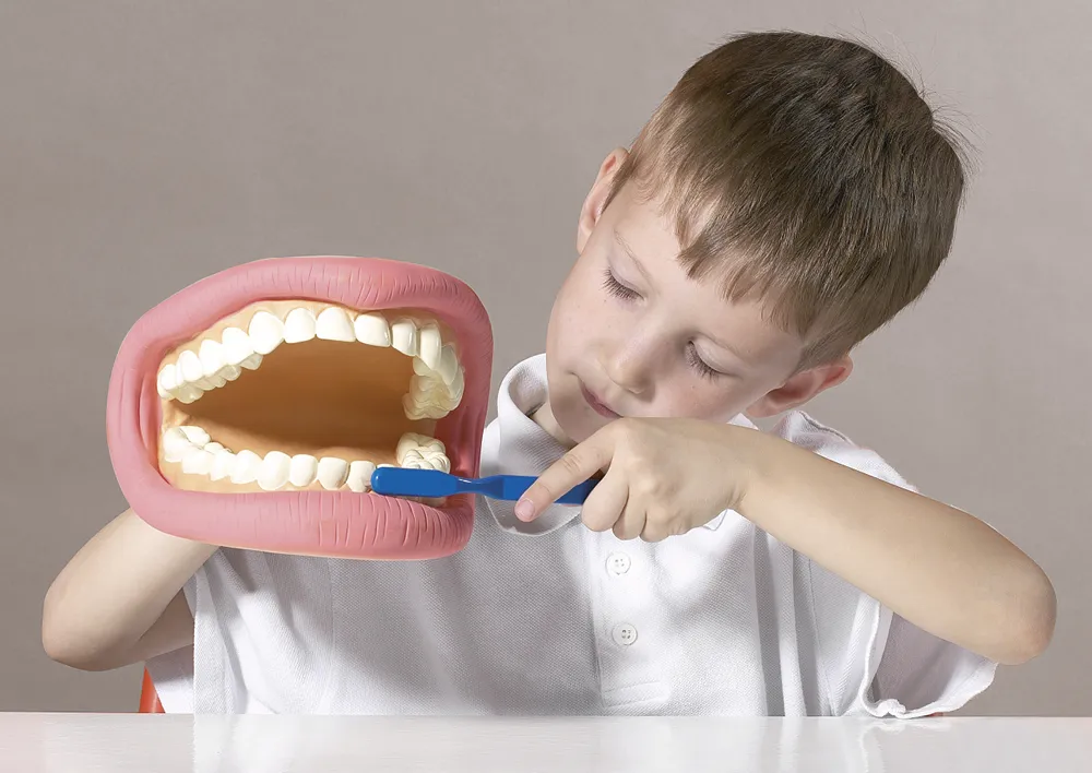 Modell "Zahnhygiene", groß