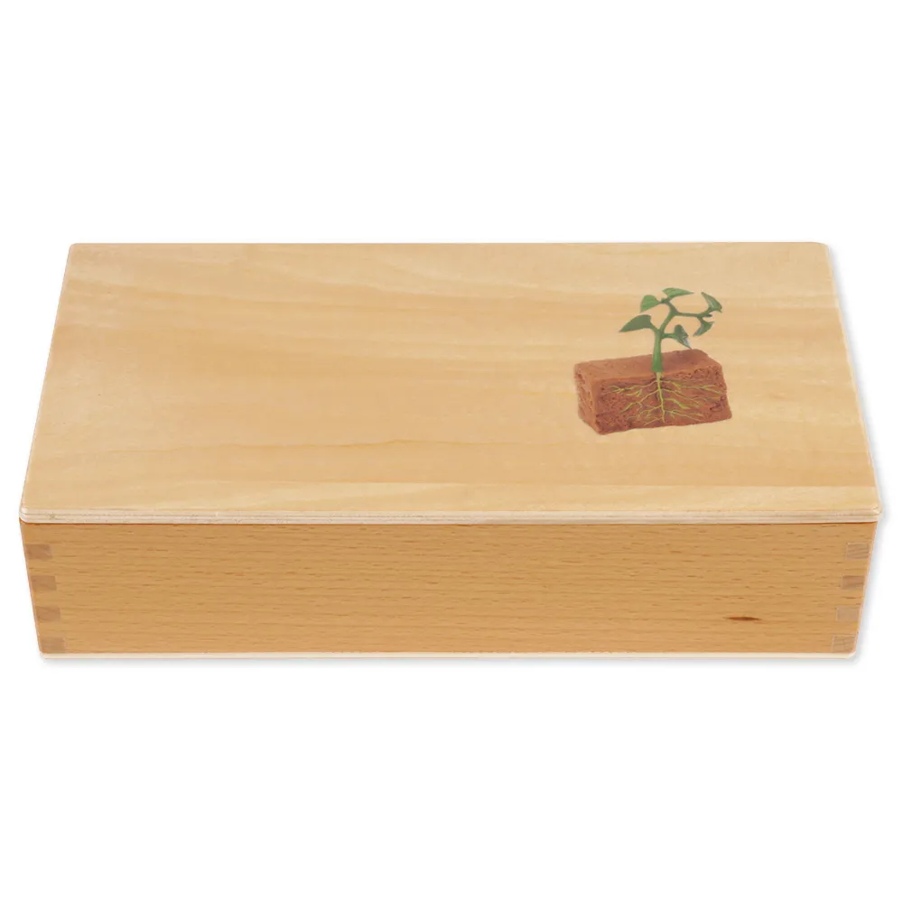 TimeTEX Lebenszyklus Bohnen-Pflanze, in Holzbox "Montessori Premium"