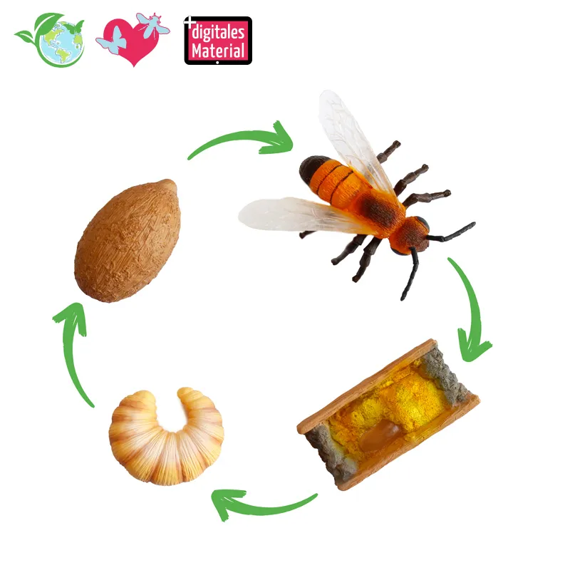 Lebenszyklus-Modell "Wildbiene", 4-tlg.