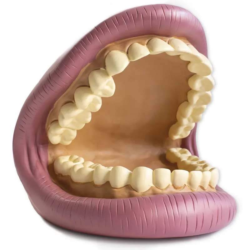 Modell "Zahnhygiene", groß