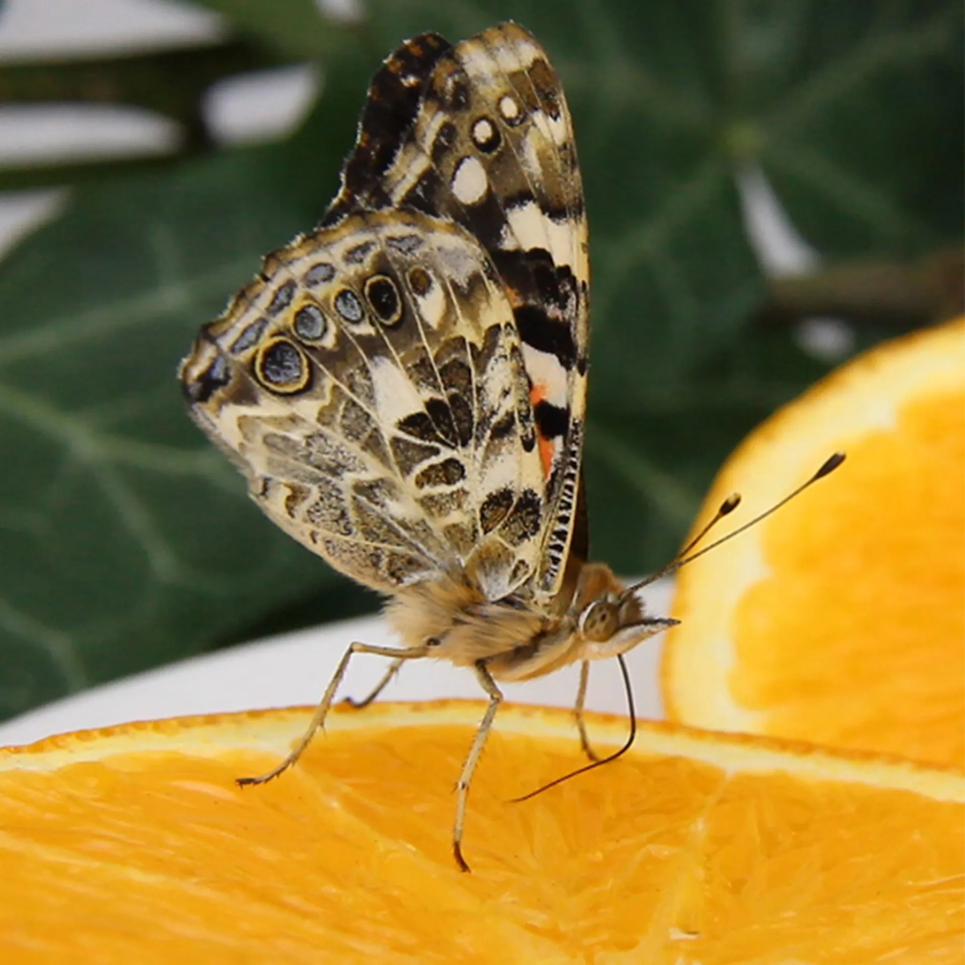 Gruppen-Projektset "Schmetterlinge", Starter-Set, 13-tlg.