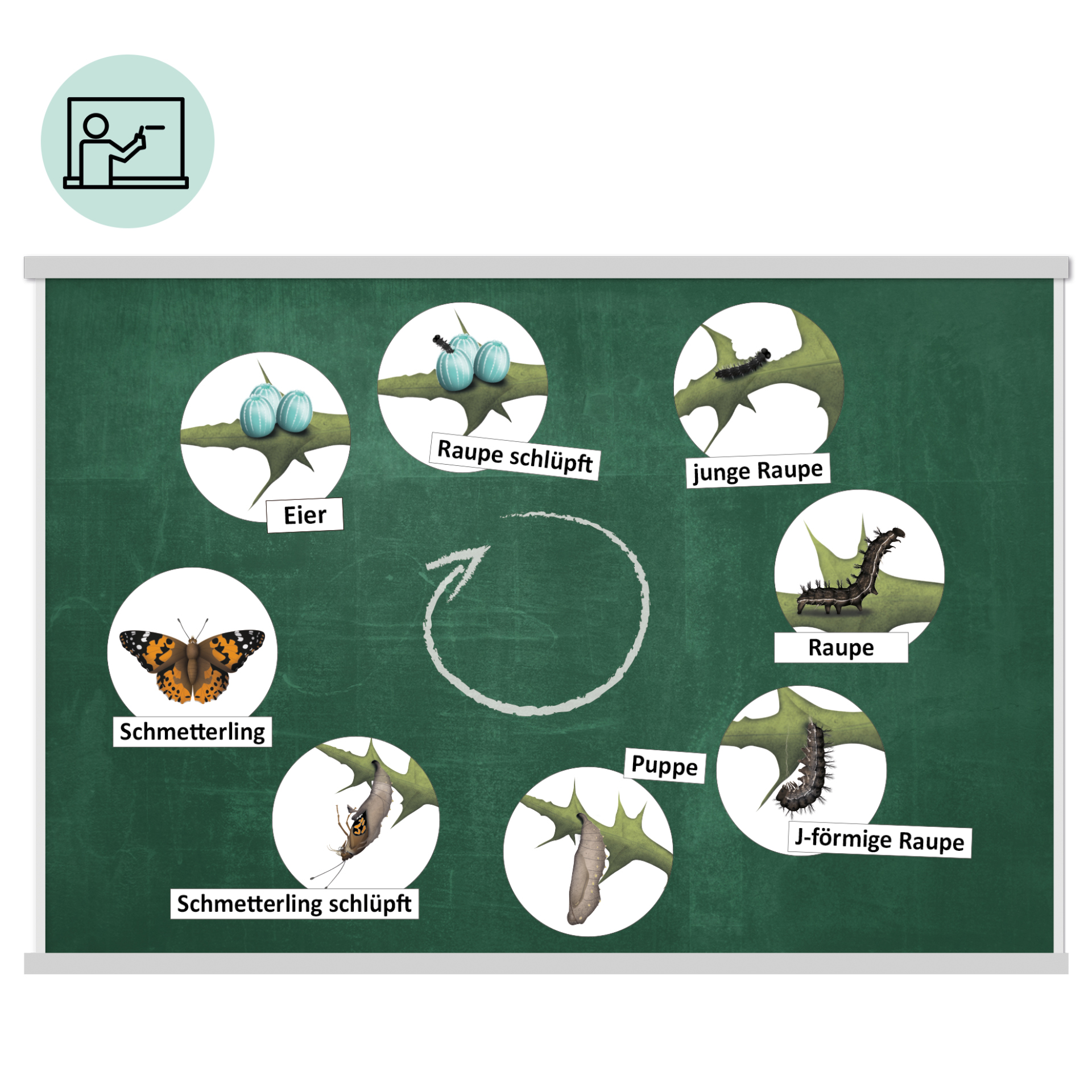 Klassenset Lebenszyklus "Schmetterlinge, Bienen & Marienkäfer", magnetisch, 100-tlg. Klassenset Lebenszyklus "Schmetterlinge, Bienen & Marienkäfer", magnetisch, 100-tlg.