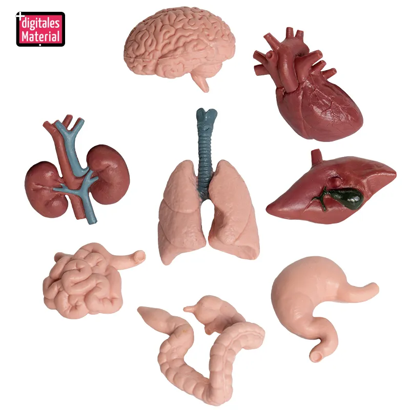 Modell "Innere Organe", 8-tlg.